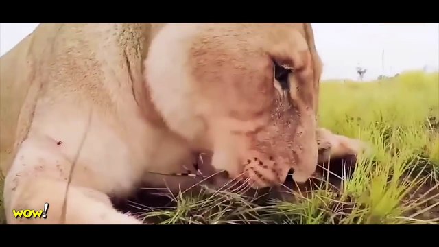 Leopard vs Porcupine vs Lion, Bear & Giant Anaconda Most Amazing Wild Animal Attacks #47