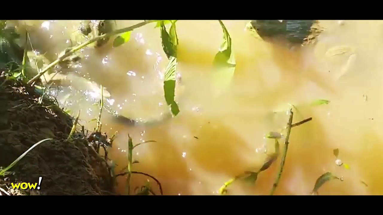 Frog eats Snake UNBELIEVABLE! Most Amazing Wild Animal Attacks #37  Craziest Animal Fights - WOW