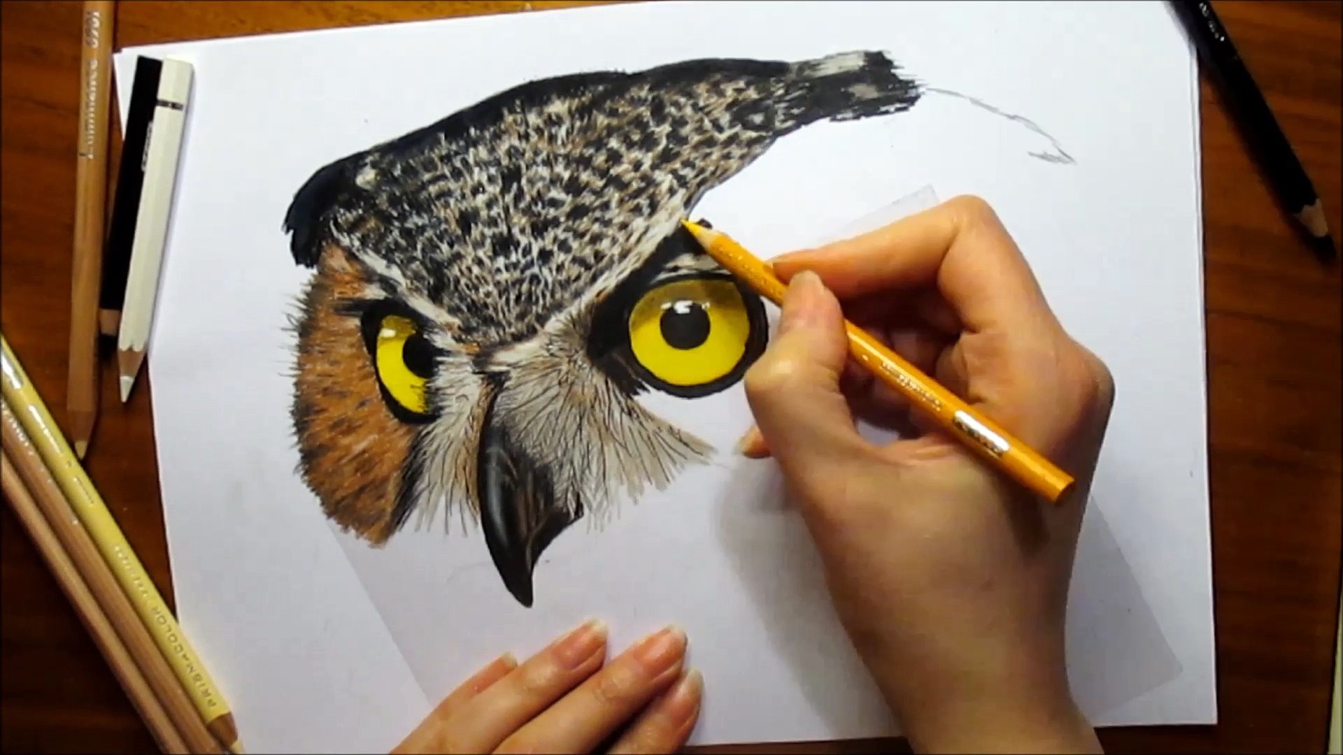 realistic drawing of owls