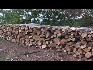 Konçesionarët dëmtojnë pyjet - Top Channel Albania - News - Lajme