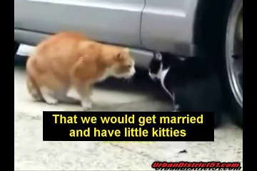 Cats Fighting (best cat Captions)