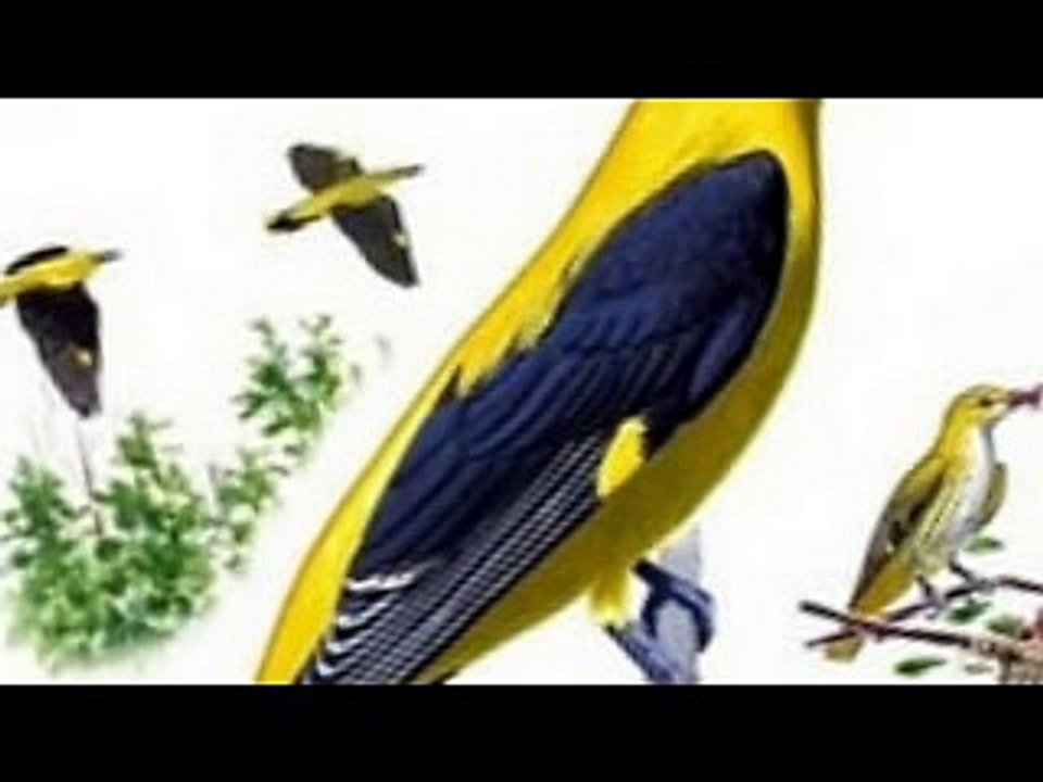 DAAVID - SZERELMES LETT AZ ÉN SZÍVEM