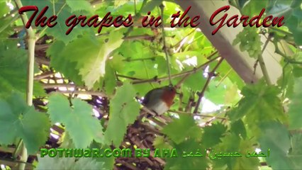 The Grapes in our Garden