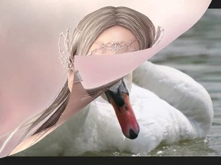 le cygne blanc Cabrel