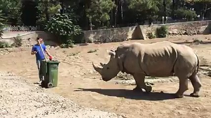 Mira la reacción de este rinoceronte cuando le llaman la atención