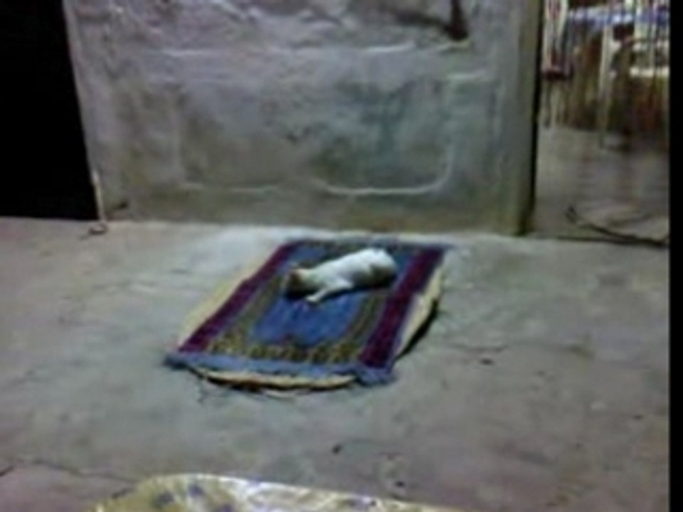 Bagarre de chats