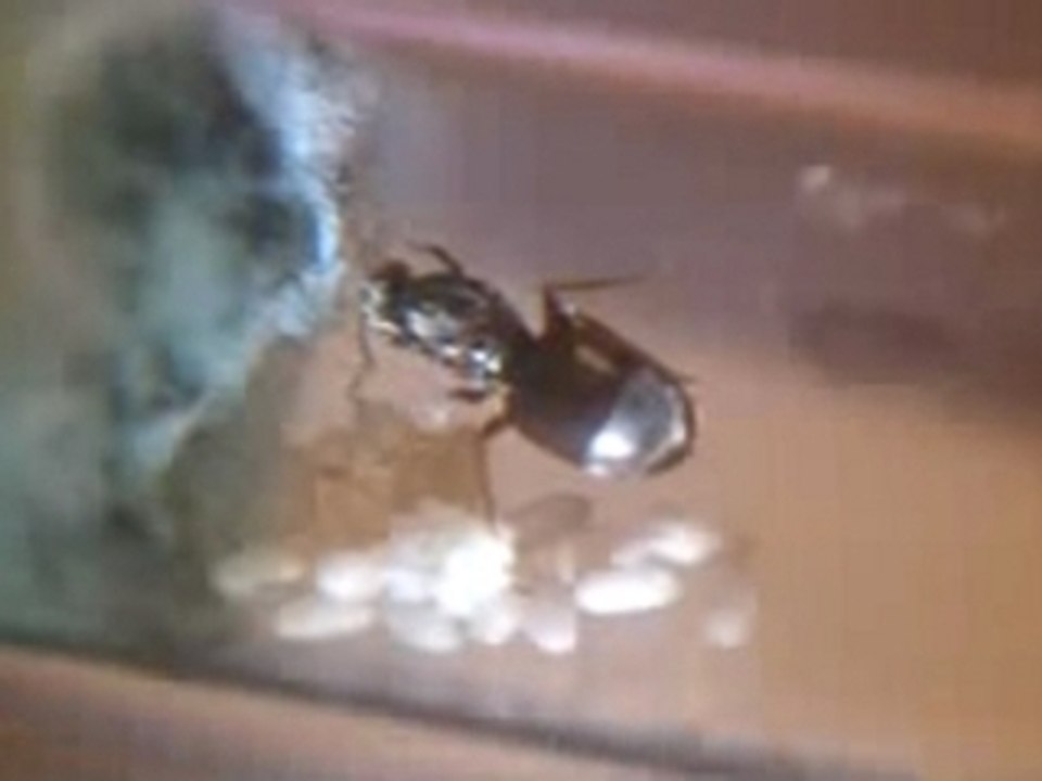 Teste de vidéo macro, Lasius cf niger