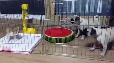 Kontrolden çıkan kedi dehşet saçtı ,
