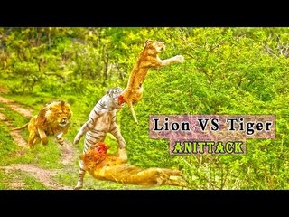 lion vs tiger real fight best compilation ever HD