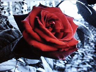 ALEJANDRO FERNANDEZ - CUANDO ESTAMOS JUNTOS