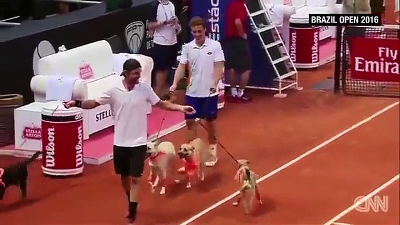 Des chiens comme ramasseurs de balles à lOpen du Brésil
