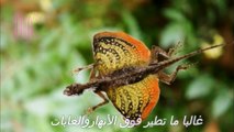 حيوانات عجيبة لم نكن نعرف أنها تطير !؟