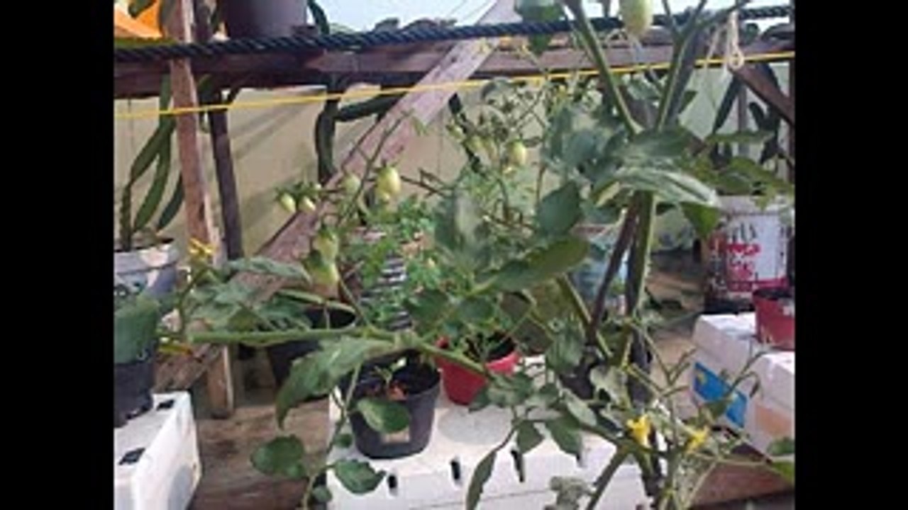 Easy way of tomatoes with a potted plant media liquid pertilizer hydrophonic system