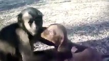 Macaco adora o seu pequeno amigo cãozinho e fica toda a hora dando-lhe abraços e mimos