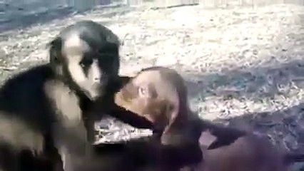 Macaco adora o seu pequeno amigo cãozinho e fica toda a hora dando-lhe abraços e mimos