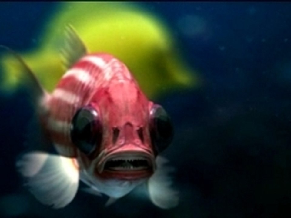 The Chemical Brothers - The salmon dance