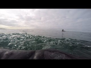 Bodyboarder Swims Out Past Waves and Finds Dolphins