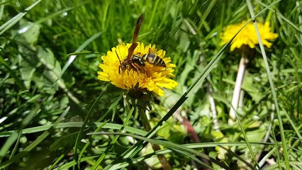 Wasp - Ultra High Definition Video HD