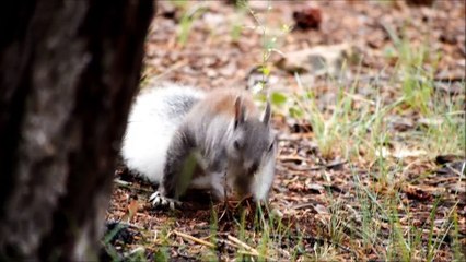 梶原吉広のおすすめ「リスの隠し場所の動画」