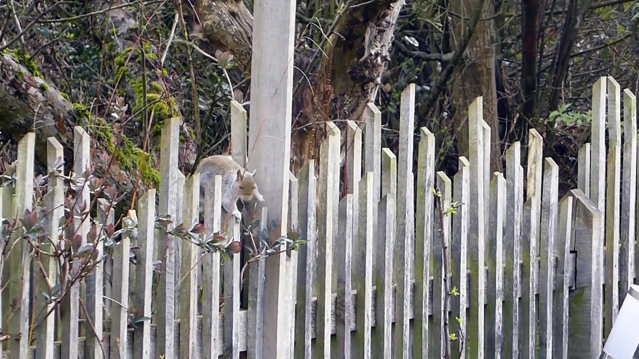 Squirrel - Ultra High Definition Video HD 3
