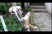 Try not to laugh. Best Animals Fail & Wins Compilation Ever !! Funny Hahahah !!