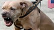 Pit bull attack: Aggressive pit bull shot dead after biting New York cop - TomoNews