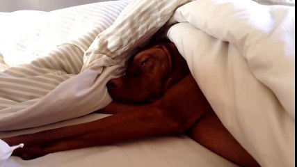 Dog Annoyed by Alarm is Clearly Not a Morning Person