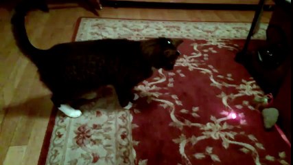 What Happens When You Put a Laser Pointer on a Cat’s Head