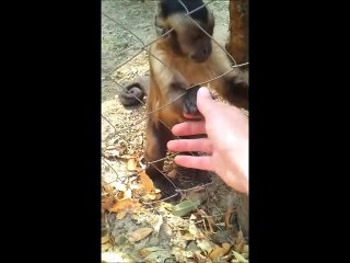 Monkey Teaches Human How to Crush Autumn Leaves