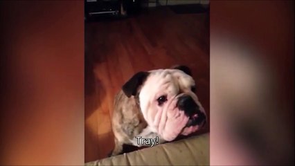 Un chien poli et bien dressé lève la main pour manger