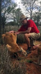 Voici Roger le plus vieux kangourou du Kangaroo Sanctuary