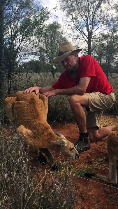 Voici Roger le plus vieux kangourou du Kangaroo Sanctuary
