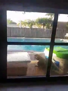 Cet ecureuil a trouvé la boite de cacahuète! Trop mignon