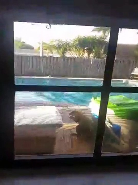 Cet ecureuil a trouvé la boite de cacahuète! Trop mignon