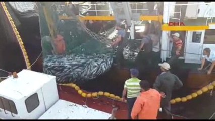 Balıkesir - Bir Günde 20 Bin Çift Palamut Geldi, 3 Palamudun Fiyatı 5 Liraya Düştü