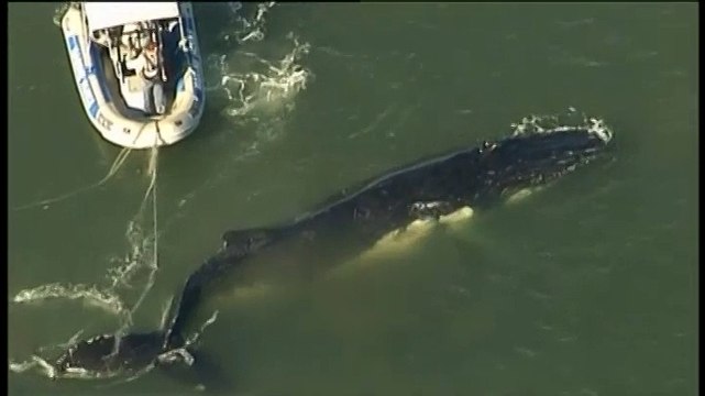 Une baleine à bosse sauvée d'un filet de pêche en Australie