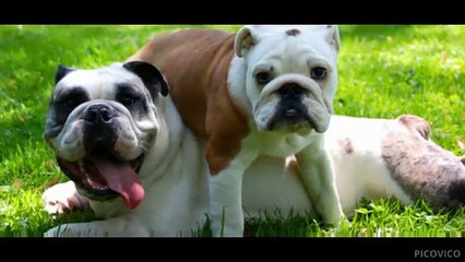 Dog Daycare San Marcos