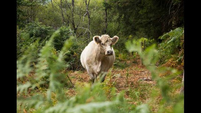 (1) Les éleveurs responsables dans l'impasse de l'abattoir