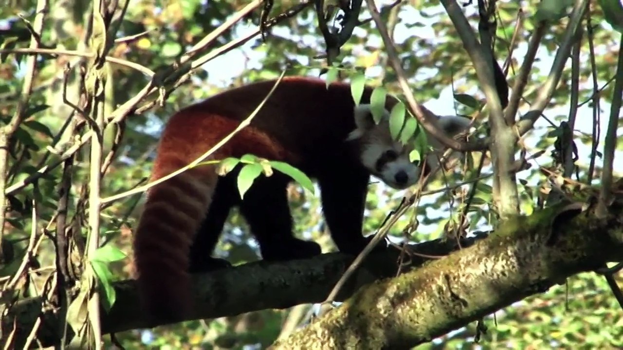 BOJNICE: Nový prírastok v bojnickej ZOO