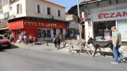 Aydın - Caddeye Çıkan Eşekler Trafiği Aksattı