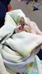 Phát hiện ấu trùng khổng lồ trong mũi mèo