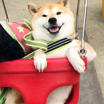 Nhói lòng khoảnh khắc Halo bị... lọt xích đu khi đung đưa cùng Uni