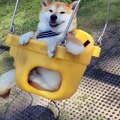 Em cún Shiba Uni háo hức khi được chơi xích đu trong công viên