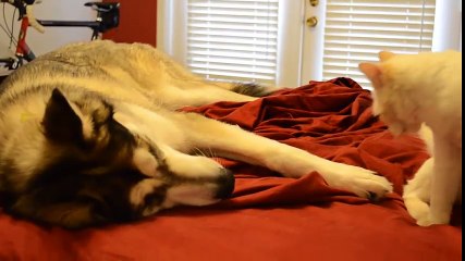 Husky và những người bạn