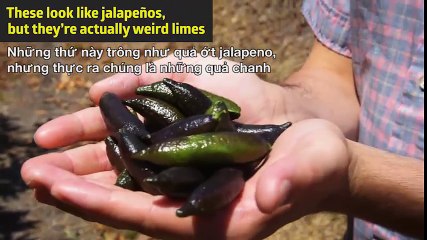 Đây không phải trứng cá hồi, đây là một quả chanh