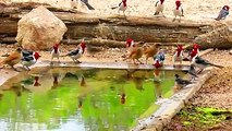 Lindos cardenales...Hermosos pájaros