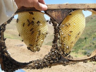 Ordulu Çift 30 Yıldır Ağrı'da Arıcılık Yapıyor