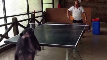 Un chimpanzé défie un humain au ping-pong !