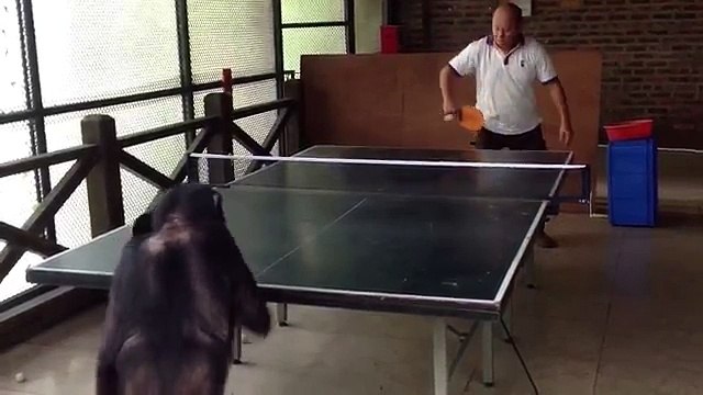 Un chimpanzé défie un humain au ping-pong !