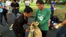 Bangkok fait la chasse aux varans